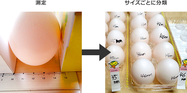 测量鸡蛋的直径并分类
