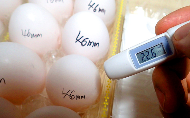 测量鸡蛋的温度